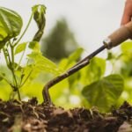 Achieving Pest-Free Gardening Effective Tips for a Thriving Garden