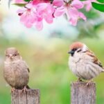 Backyard Bird Gardens- Inviting Nature into Your Yard