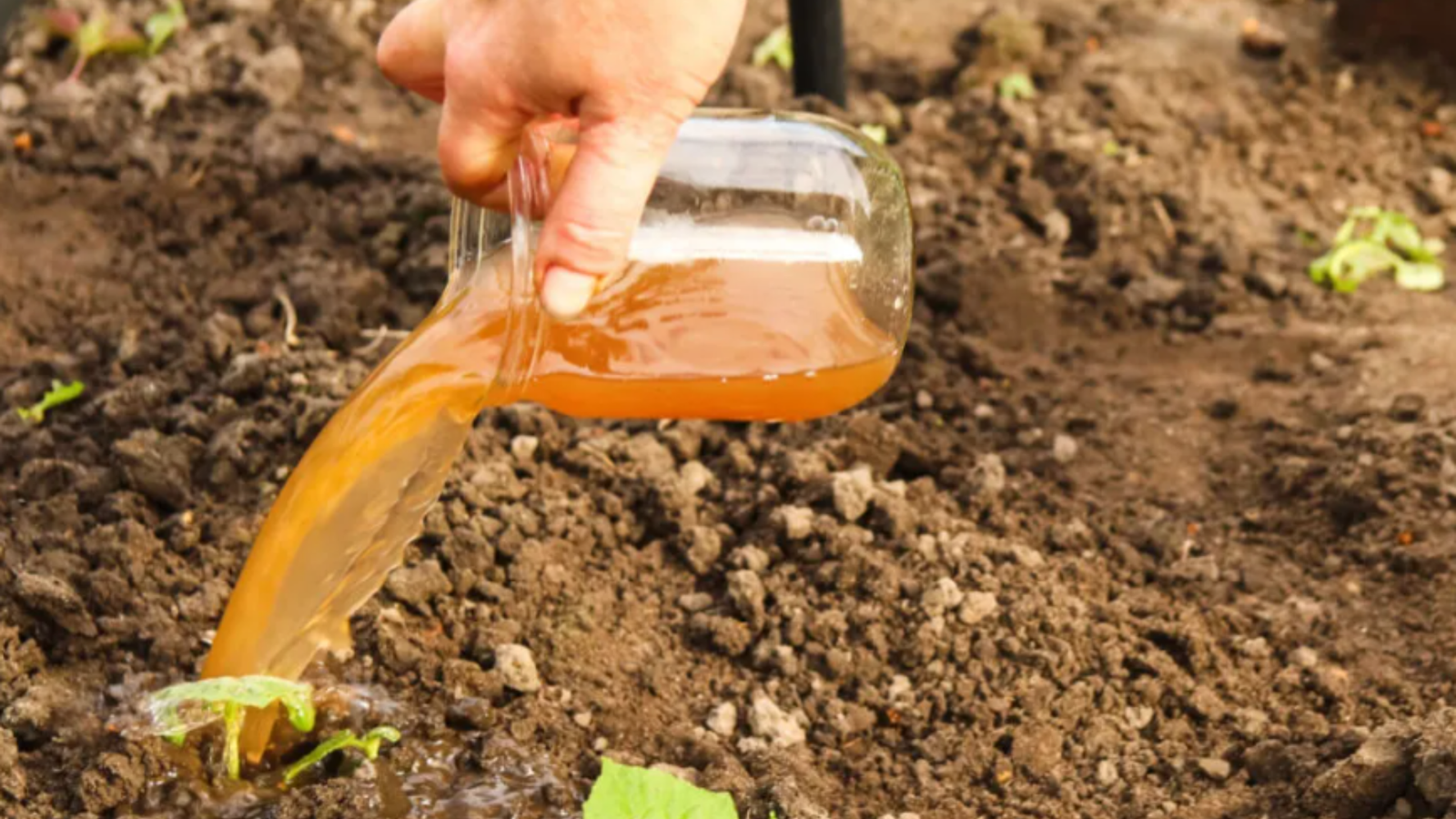 A Man Pouring out Compost Tea