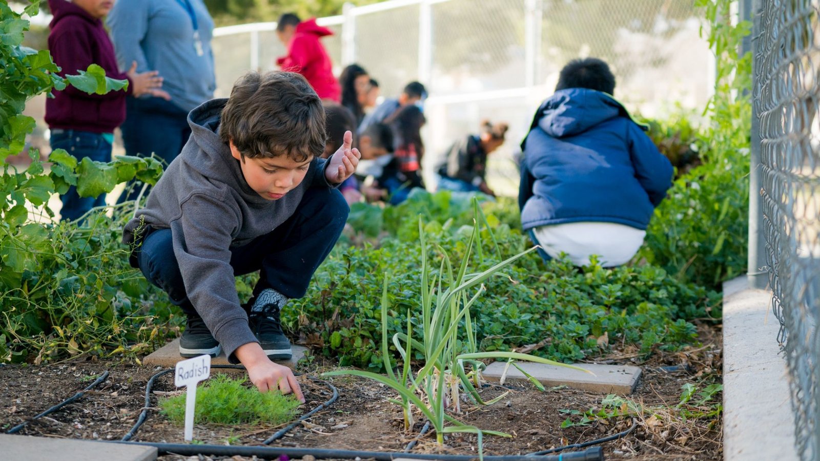 Kids Gardening at School