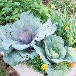 cabbages, garlic, herbs showing concept of companion planting gardening