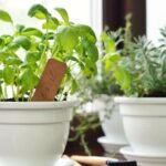 Basil in a Ceramic Pot