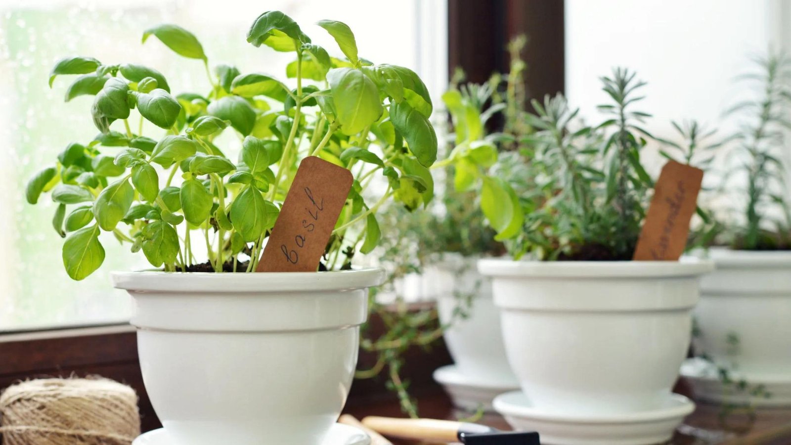 Basil in a Ceramic Pot