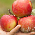 Organic Varieties of Apples
