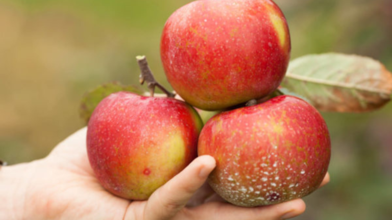 Organic Varieties of Apples