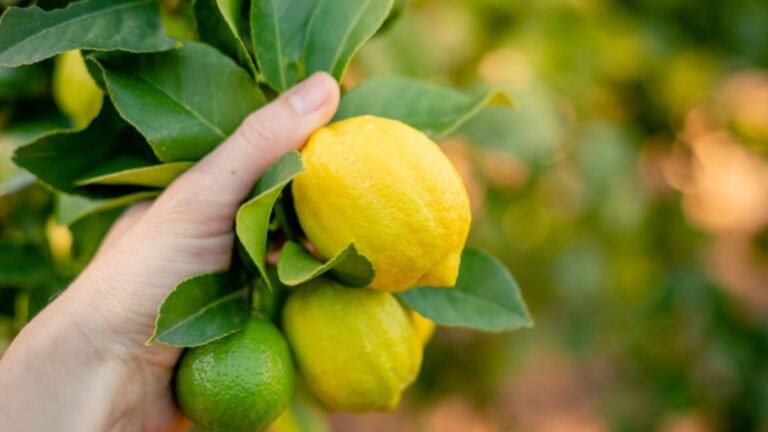 Best Organic Varieties of Citrus Trees