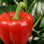 Red Pepper