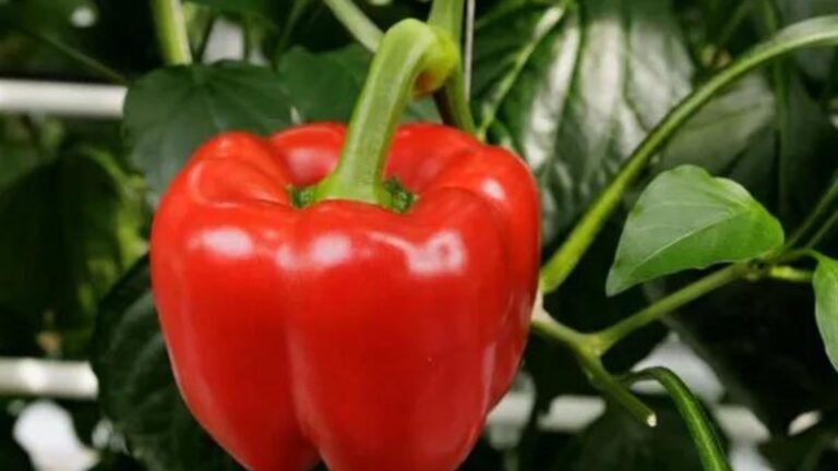 Best Organic Varieties of Peppers