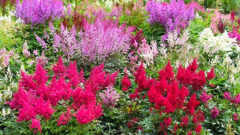 Best Perennial Gardening for Long-Lasting Beauty