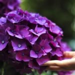 Best Plants for Acidic Soil