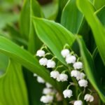 Best Plants for Alkaline Soil Thriving in High pH Conditions
