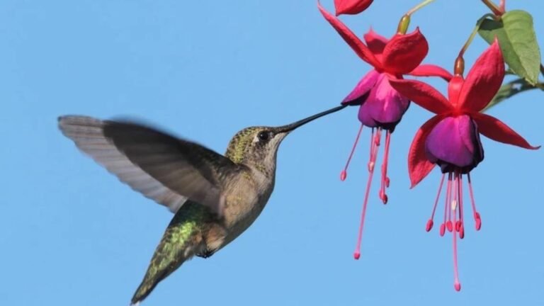 Best Plants for Attracting Hummingbirds