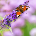 Best Plants for Butterfly Gardens