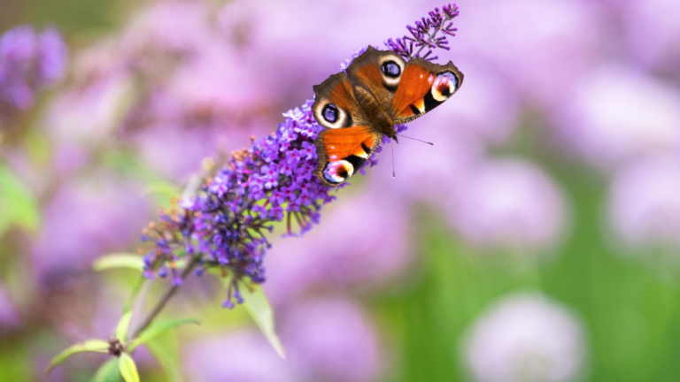 Best Plants for Butterfly Gardens