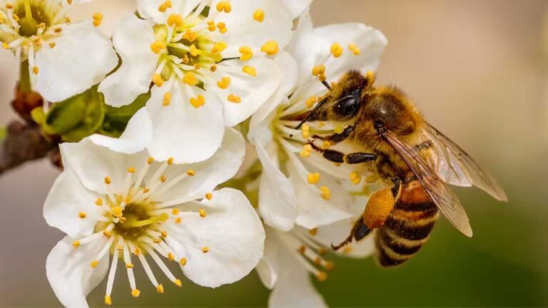 A flower with a bee showing Bee-Friendly Flower Garden