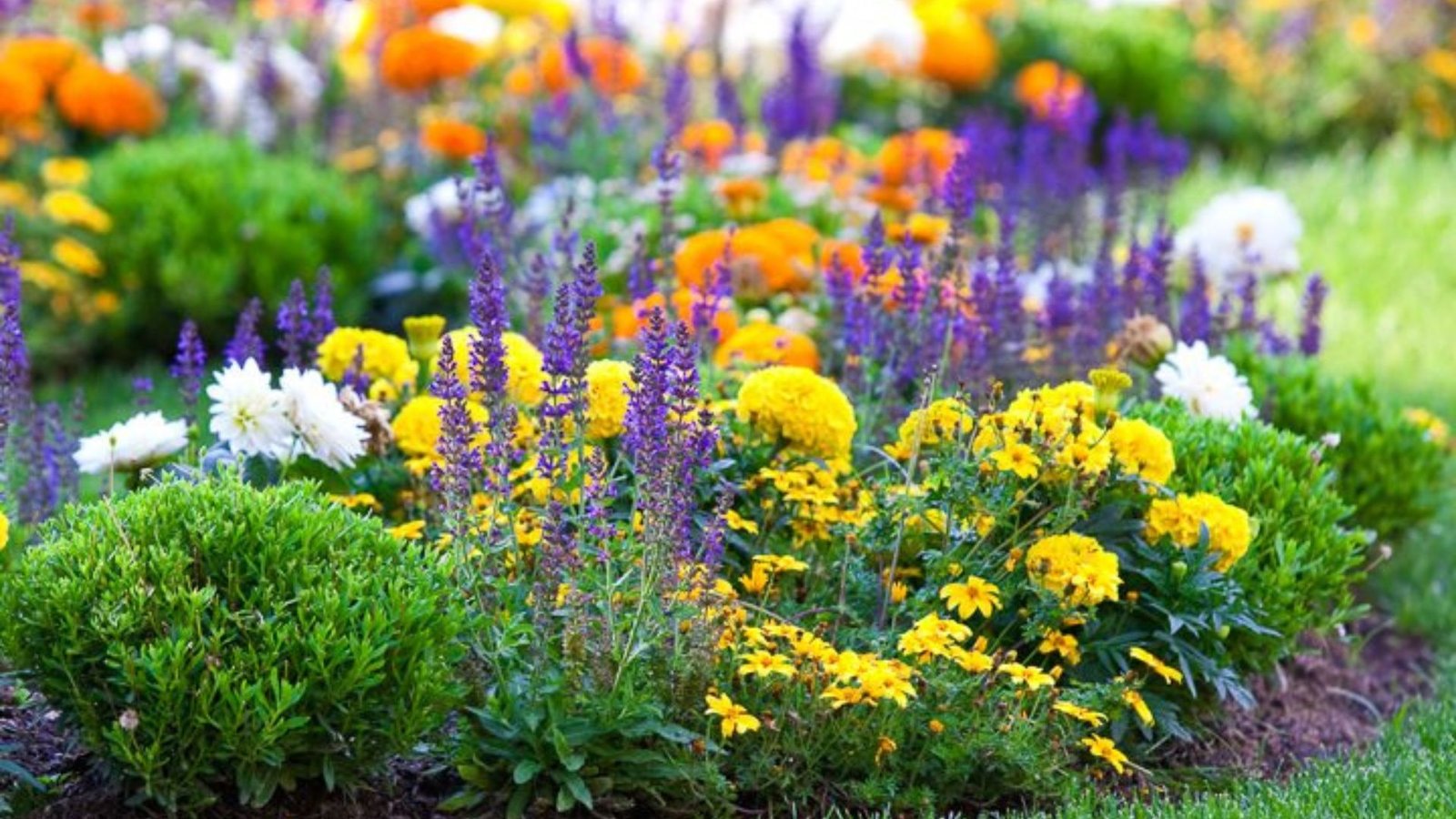 A Flower Garden with a Specific Color Palette