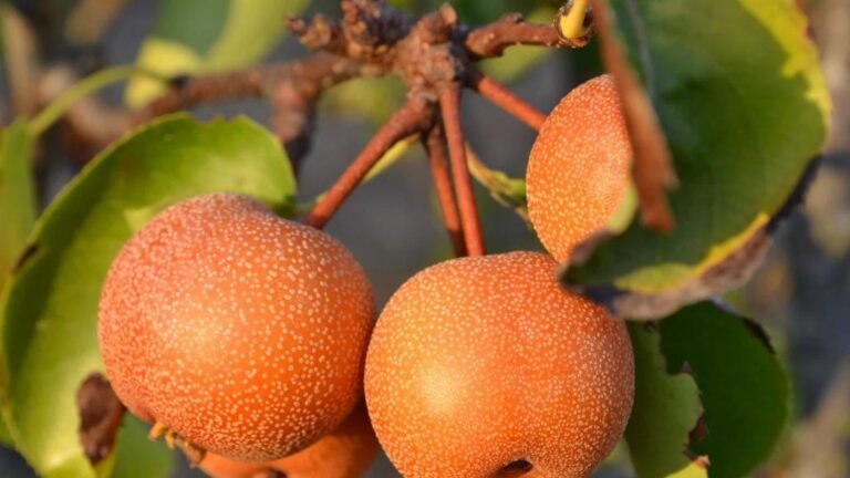 exotic fruits showing Growing Exotic Fruits at Home