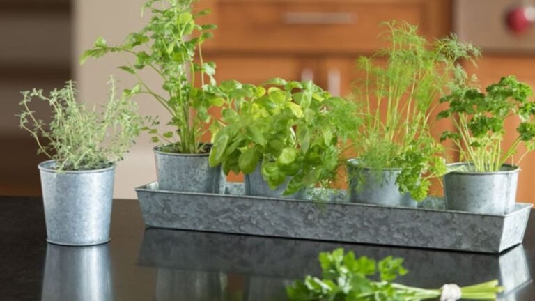 herbs in tins showing the best practices for indoor herb gardens