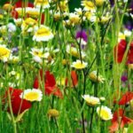 flowers showing a Wildflower Meadow