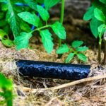 a garden showing the Best Practices for Water Conservation in Your Garden