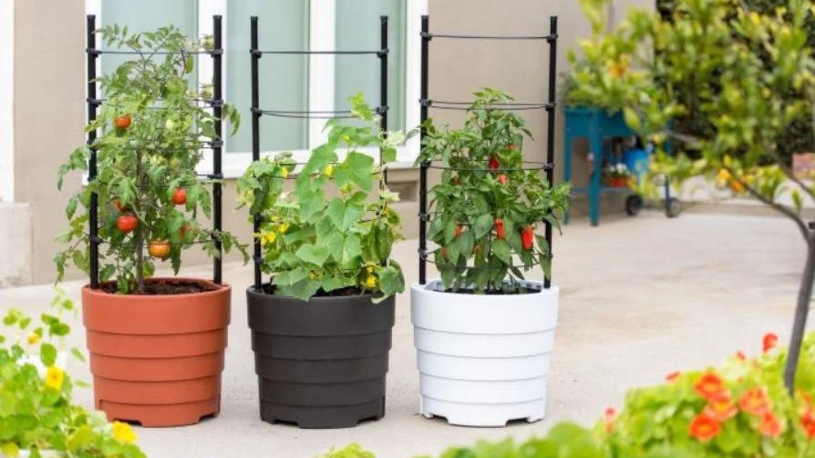 Best Vegetables to Grow in Small Spaces