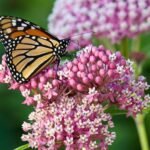 a butterfly on a butterfly garden plant