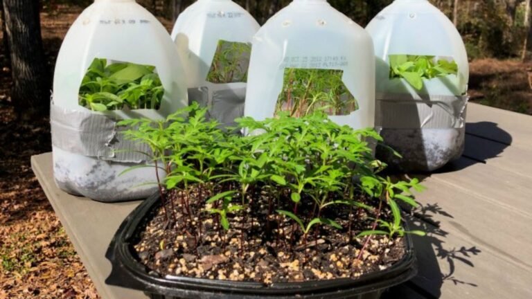 plants in white plastic bottles showing Winter Gardening