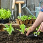 Farmer planting young seedlings using gardening essentials