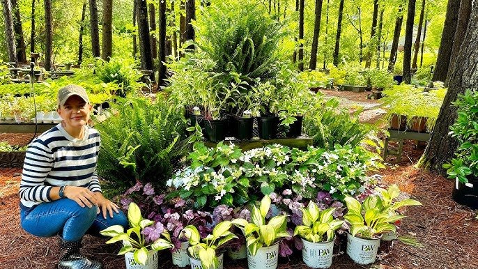 a lady besides gardening flowers showing the concept of therapeutic gardening