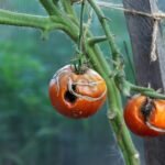 tomatoes which have been affected by blight