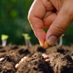 a person putting seeds in his garden