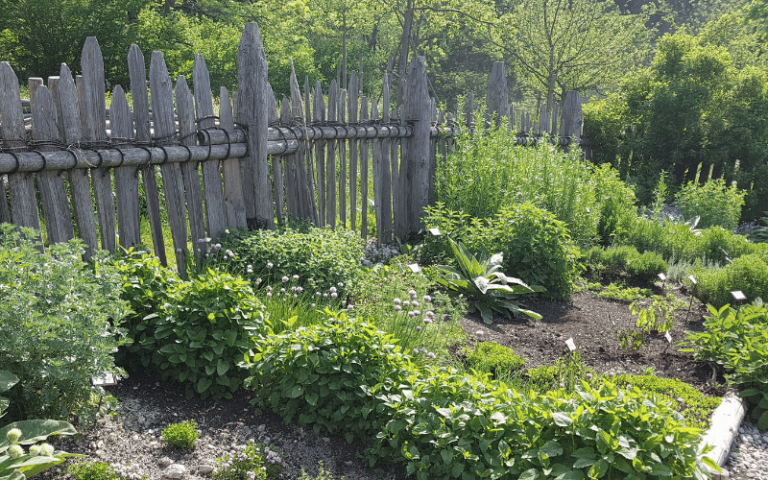 How to Create the Best Herbal Tea Garden