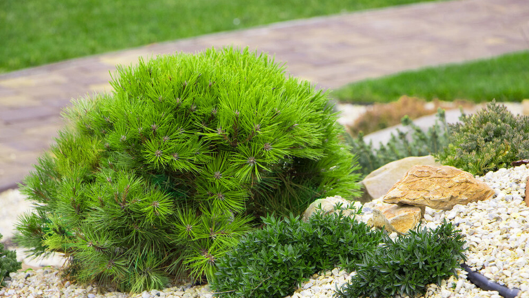 How to Design a Rock Garden