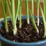 How to Grow Garlic