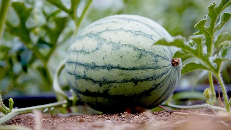 A Watermelon