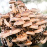 How to Grow Mushrooms at Home