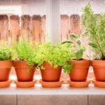 Organic Plants