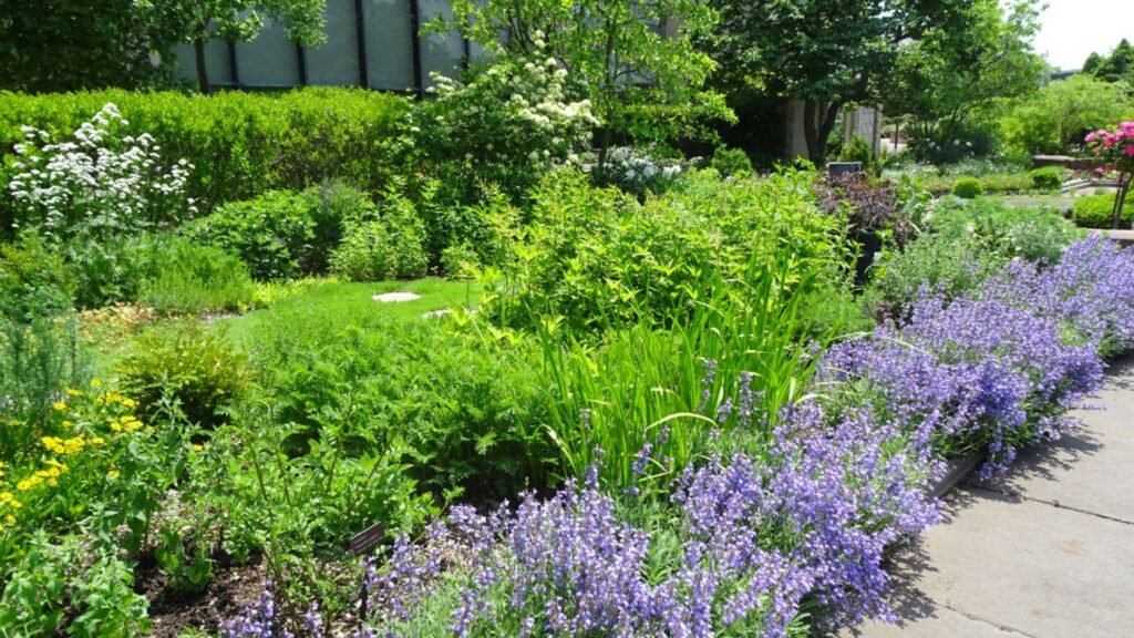 Medicinal Garden