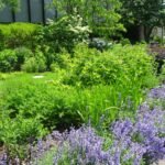 Medicinal Garden