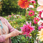 A Woman taking care of dahlias