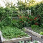 No-Dig Gardening with some vegetables