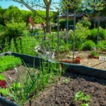 Residential,Garden,,Private,Vegetable,Garden.,Landscape,Design,In,Home,Garden showing the concept of a health garden