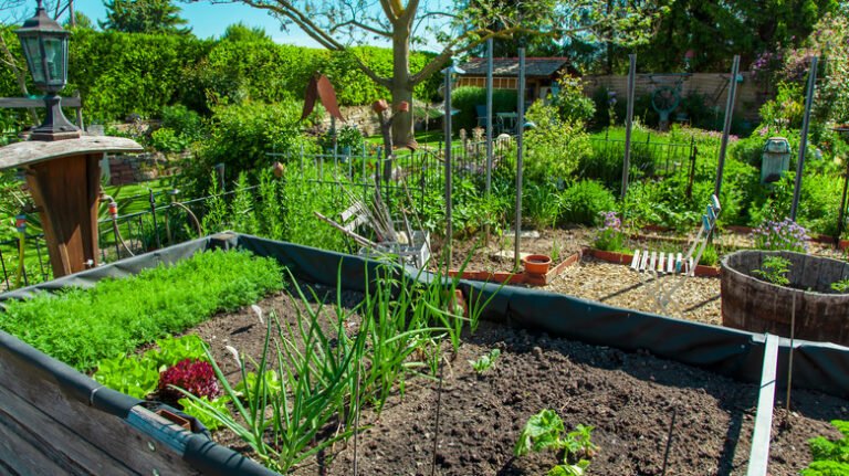 How to Maintain Garden Health