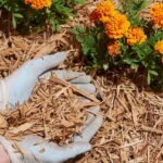 a person mulching flower bed