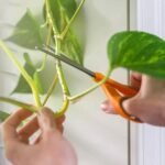 How to Prune Plants Correctly