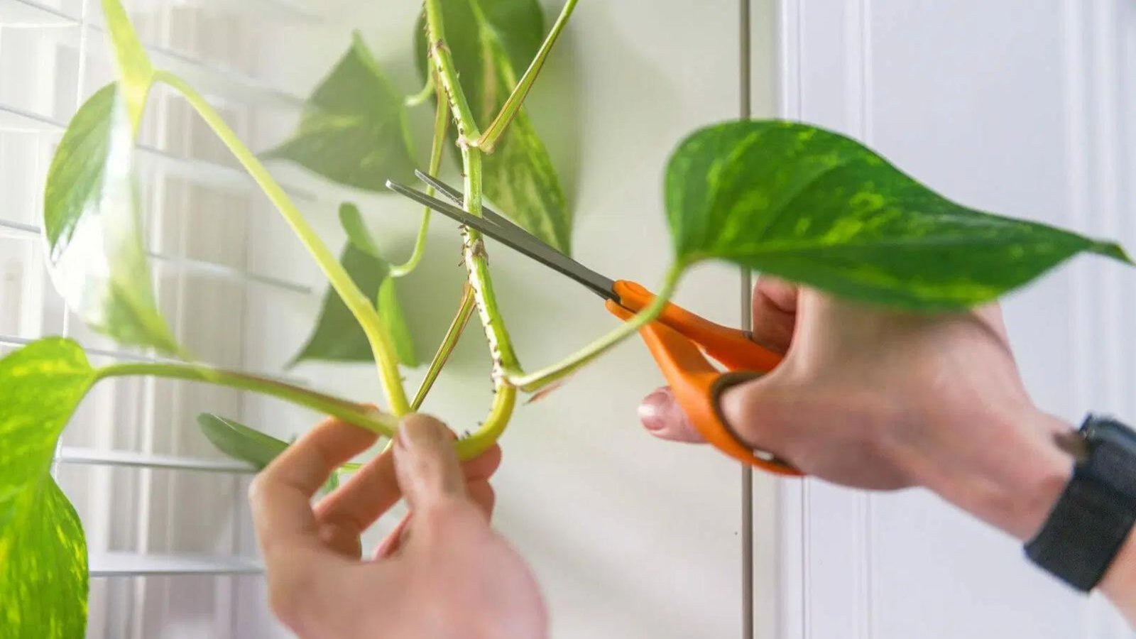 How to Prune Plants Correctly