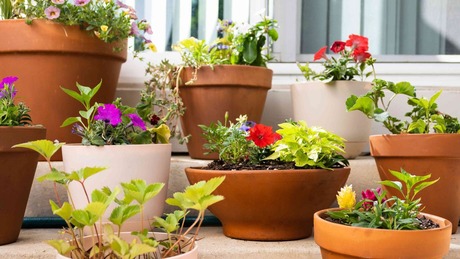 flowers in a containers showing the concept of container gardening