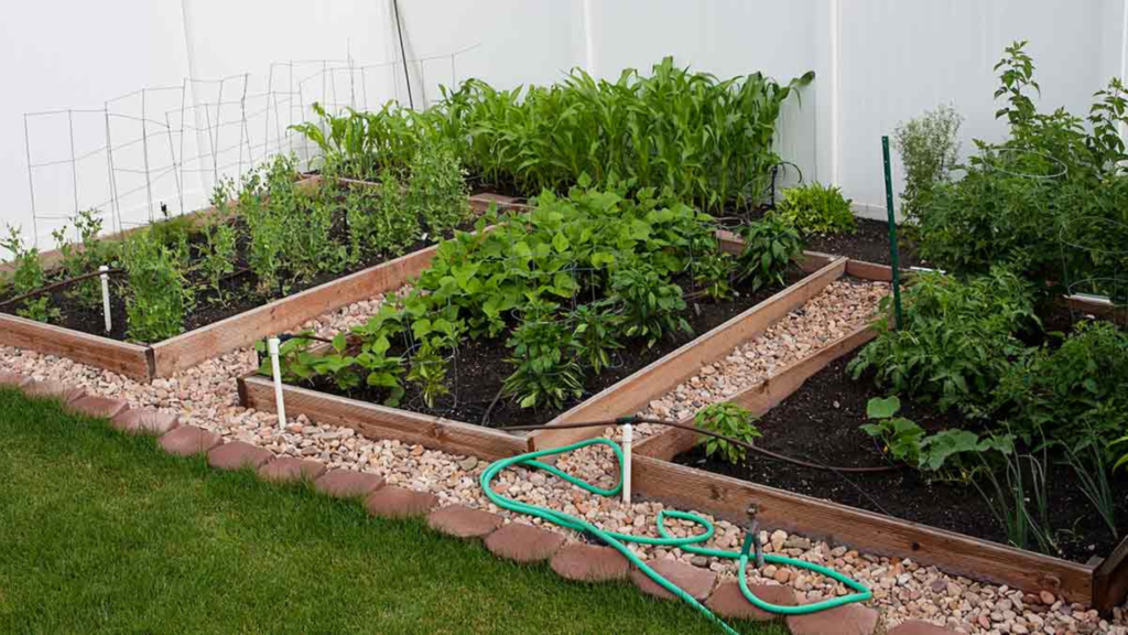 How to Start a Vegetable Garden in Your Backyard - Harris Gardens