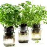 Hydroponic Herb Gardening