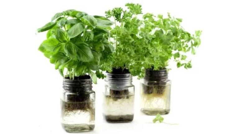Hydroponic Herb Gardening